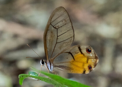 The butterfly Haetera piera negra photographed in Peru