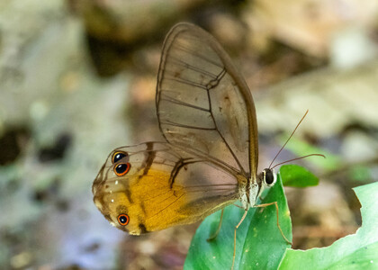 The butterfly Haetera piera negra photographed in Peru