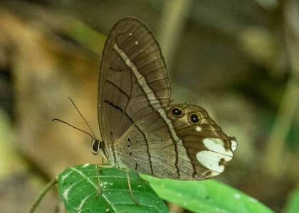 The butterfly Pierella lucia photographed in Peru