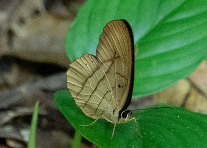 The butterfly Pierella hortona hortona photographed in Peru