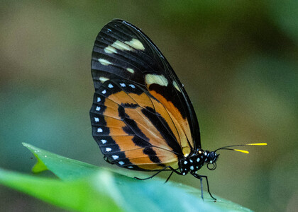 The butterfly Lycorea halia pales photographed in Peru