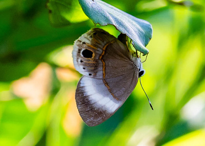 The butterfly Euselasia fabia photographed in Peru