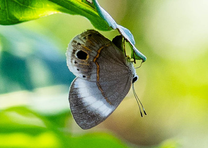 The butterfly Euselasia fabia photographed in Picuroyacu, Iquitos,Peru