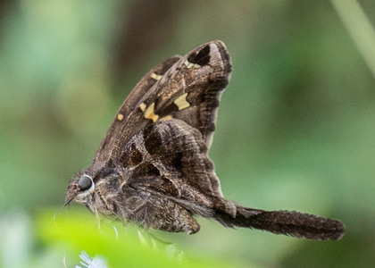 The butterfly Chioides catillus catillus photographed in Peru