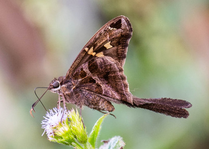 The butterfly Chioides catillus catillus photographed in Picuroyacu, Iquitos,Peru