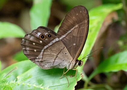 The butterfly Pierella lena photographed in Picuroyacu, Iquitos,Peru
