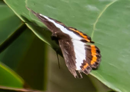 The butterfly Juditha molpe photographed in Peru