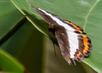 The butterfly Juditha molpe photographed in Picuroyacu, Iquitos,Peru