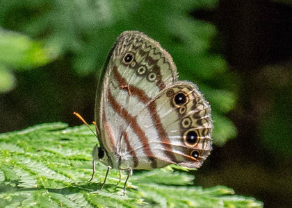 The butterfly Euptychia mollina photographed in Peru