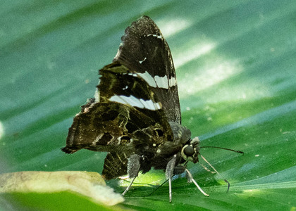 The butterfly Spathilepia clonius photographed in Peru