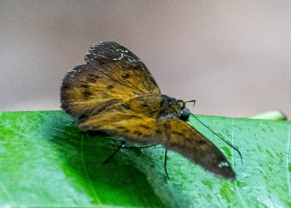 The butterfly Telemiades epicalus photographed in Peru