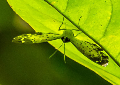 The butterfly Calospila rhodope photographed in Picuroyacu, Iquitos,Peru