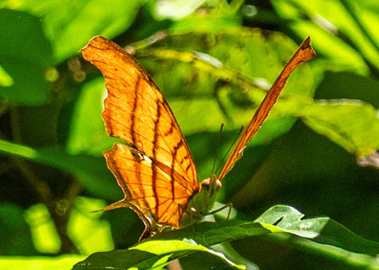 The butterfly Marpesia petreus photographed in Picuroyacu, Iquitos,Peru