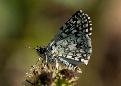 The butterfly Pyrgus/Burnsius orcus photographed in Peru