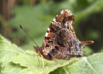 The butterfly Antanartia schaeneia dubia photographed in Bwindi Community Hospital,Uganda