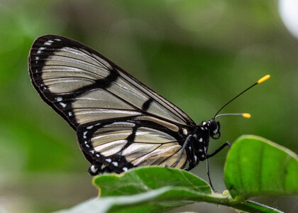 The butterfly Methona confusa psamathe photographed in Vilcabamba, Capamaco,Ecuador