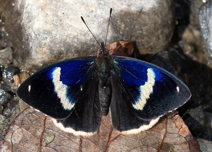 The butterfly Diaethria ceryx photographed in Ecuador