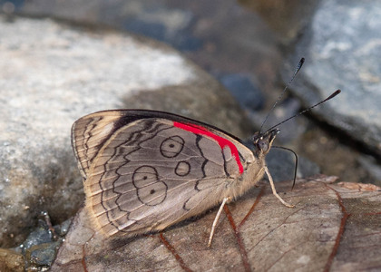 The butterfly Diaethria ceryx photographed in Ecuador