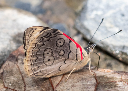 The butterfly Diaethria ceryx photographed in Ecuador