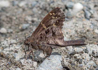 The butterfly Cecropterus (Urbanus) dorantes photographed in Vilcabamba, Capamaco,Ecuador