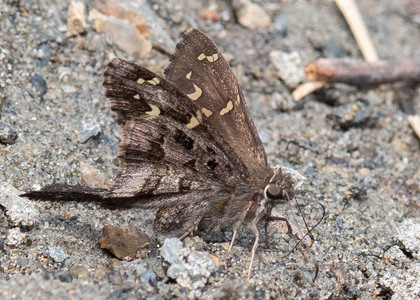 The butterfly Cecropterus (Urbanus) dorantes photographed in Ecuador
