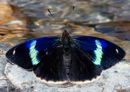 The butterfly Diaethria ceryx photographed in Ecuador