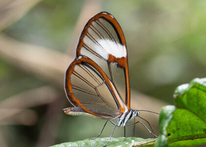 The butterfly Pagyris cymothoe sylvella photographed in Ecuador