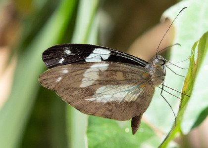 The butterfly Dismorphia crisia photographed in Ecuador