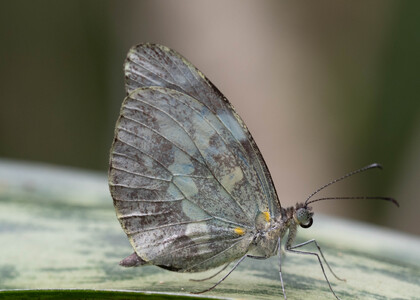 The butterfly Dismorphia crisia photographed in Rumi Wilco Nature Reserve, 