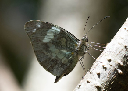 The butterfly Dismorphia crisia photographed in Ecuador