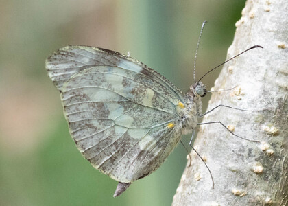 The butterfly Dismorphia crisia photographed in Ecuador