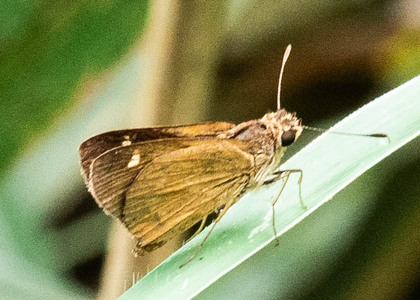 The butterfly Vehilius cf. limae photographed in Rumi Wilco Nature Reserve,Ecuador