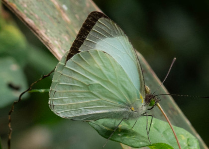 The butterfly Leptophobia aripa aripa photographed in Rumi Wilco Nature Reserve,Ecuador