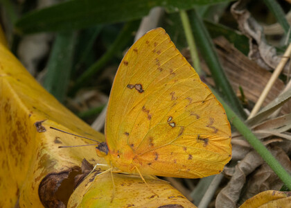 The butterfly Phoebis philea photographed in Rumi Wilco Nature Reserve,Ecuador