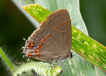 The butterfly Calycopis photographed in Ecuador