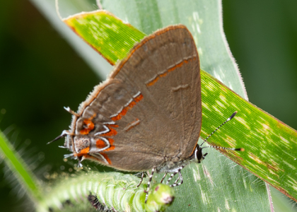 The butterfly Calycopis isobeon photographed in Vilcabamba,South America