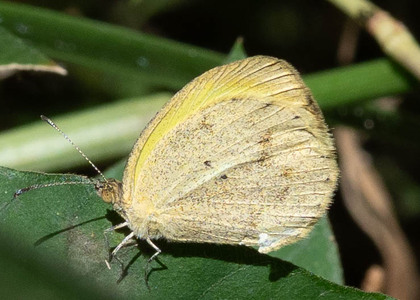 The butterfly Eurema daira eugenia photographed in Rumi Wilco Nature Reserve,Ecuador