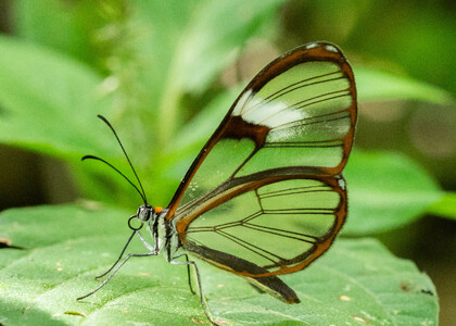 The butterfly Pagyris cymothoe sylvella photographed in Rumi Wilco Nature Reserve,Ecuador