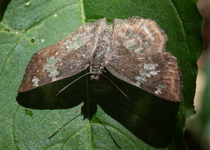 The butterfly Xenophanes tryxus photographed in Rumi Wilco Nature Reserve,Ecuador