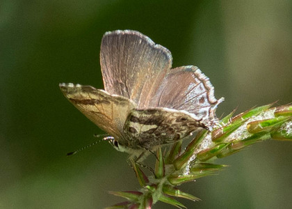 The butterfly Strymon davara photographed in Ecuador