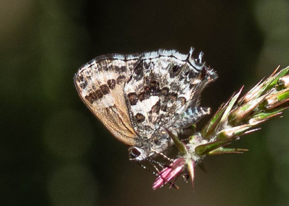 The butterfly Strymon davara photographed in Rumi Wilco Nature Reserve,Ecuador
