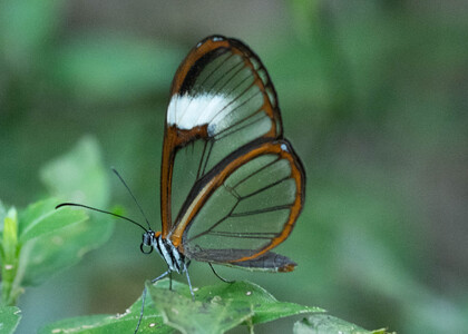 The butterfly Pagyris cymothoe sylvella photographed in Ecuador
