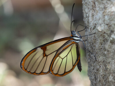 The butterfly Pagyris cymothoe sylvella photographed in Ecuador