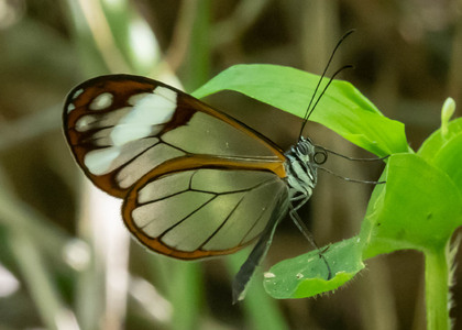 The butterfly Greta andromica photographed in Rumi Wilco Nature Reserve,Ecuador