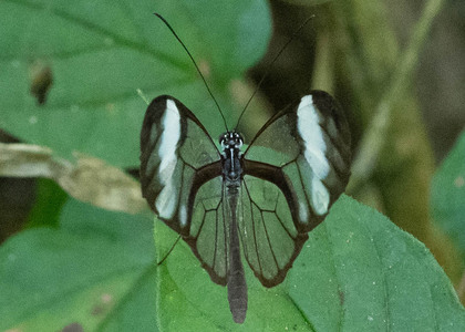 The butterfly Greta andromica photographed in Ecuador