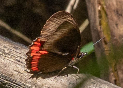 The butterfly Biblis hyperia pacifica photographed in Rumi Wilco Nature Reserve,Ecuador