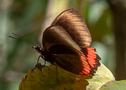 The butterfly Biblis hyperia pacifica photographed in Ecuador