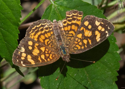 The butterfly Anthanassa hermas photographed in Rumi Wilco Nature Reserve,Ecuador