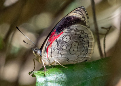 The butterfly Diaethria ceryx photographed in Rumi Wilco Nature Reserve,Ecuador