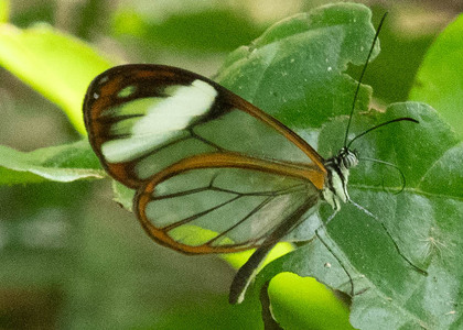 The butterfly Greta andromica photographed in Ecuador